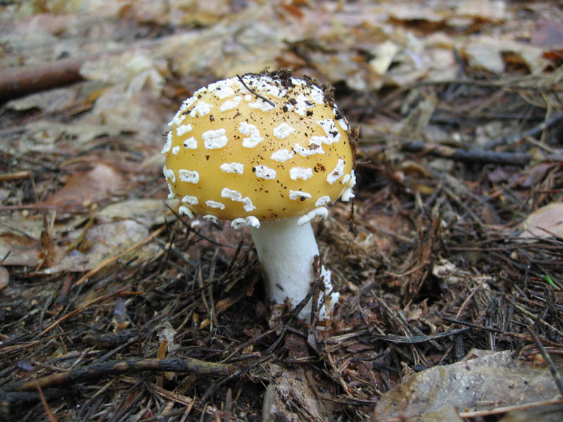 Ritrovamenti del 6 Maggio